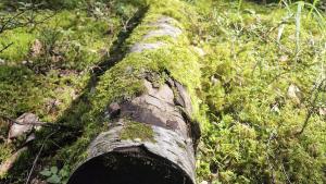 Död ved på marken i en grön skog.