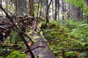 död ved i skogen