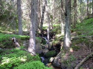 bäck i skogen