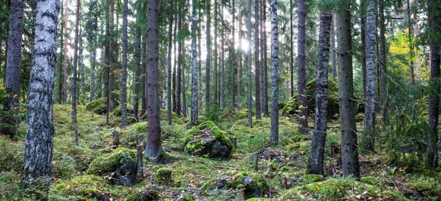 Kesäinen metsä, puiden takaa pilkistää aurinko