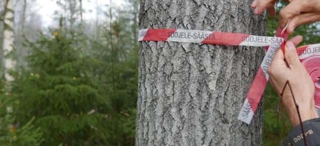 Ett band som markerar att trädet ska sparas fästs runt ett träd.