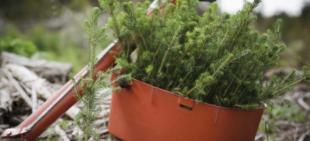 Kuusentaimia punaisessa taimivakassa. Taustalla punainen pottiputki. Yksi taimi on istutettu maahan vakan viereen.