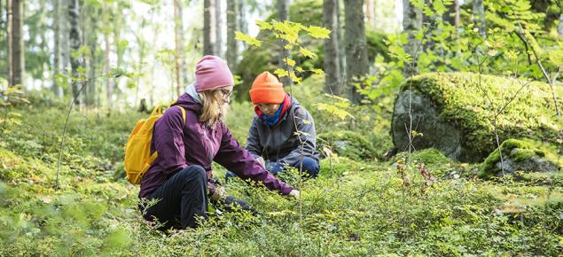 En vuxen och ett barn plockar bär i skogen.
