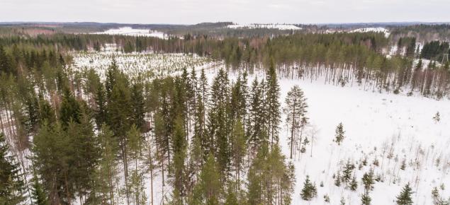 Talvista puustoa ilmasta käsin kuvattuna