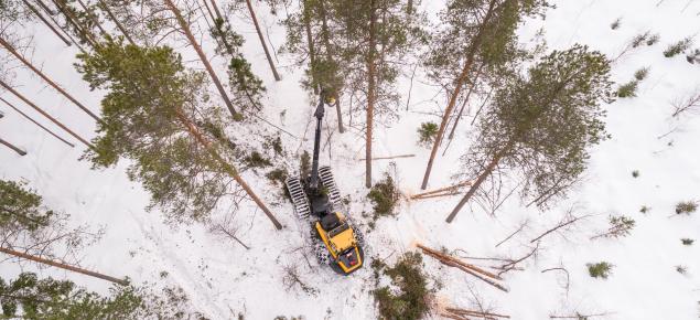 Monitoimikone talvisessa metsässä tekemässä harvennushakkuuta.