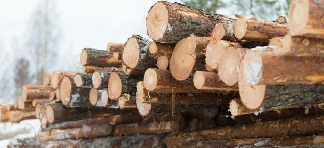 Puuta pinossa talvella.