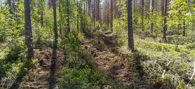 Suometsää harvennushakkuun jälkeen kesällä.