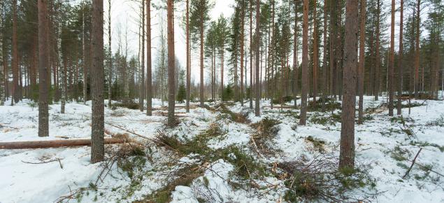 harvennushakkuu talvella
