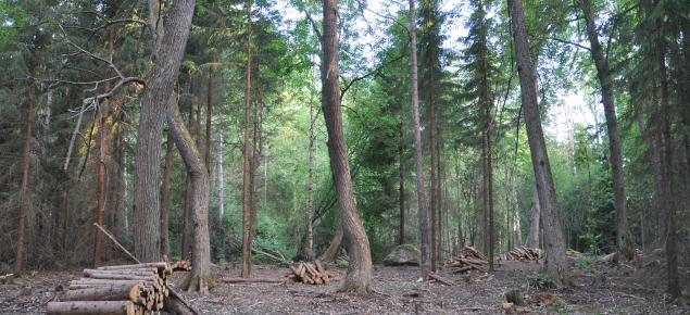 Hoidettu metsälehmuslehto