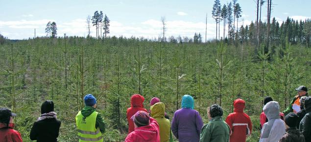 En grupp skogsägare betraktar en välskött plantskog.