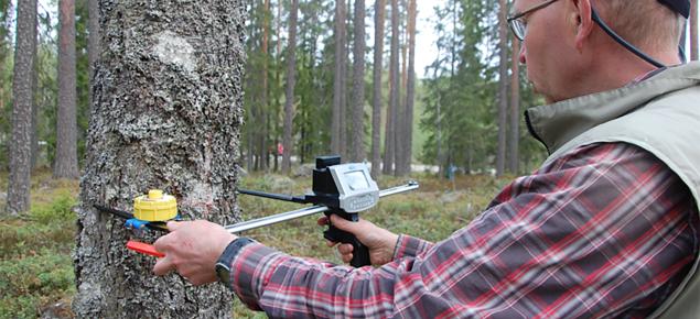 En person mäter trädets diameter i skogen