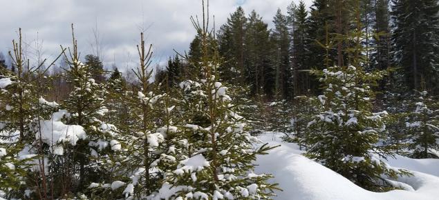 Lumisia kuusentaimia talousmetsätaimikossa talvella.