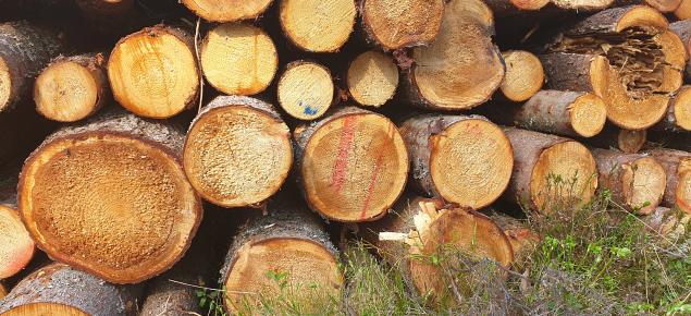 Staplade träd som skadats av rotröta.  