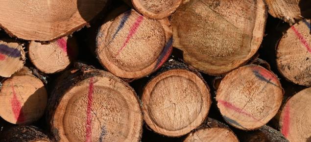 Sydänpuusta tummentuneita kuusitukkipuita pinossa. 