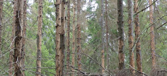 Kirjanpainajan tuhoamia puita