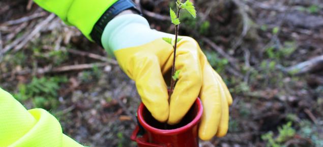 Plantering av björk. 