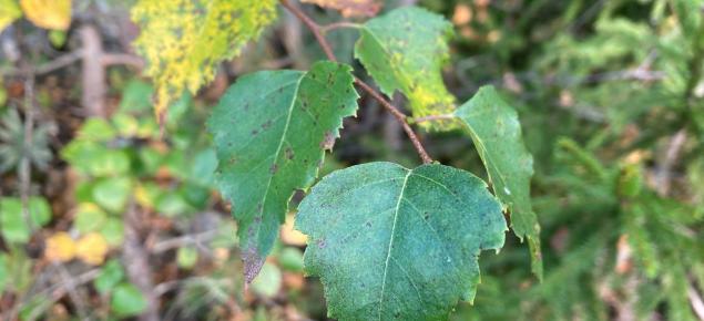 Rauduskoivun lehtiä.