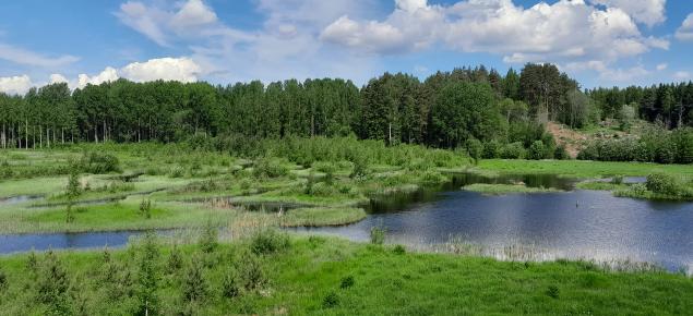 Kosteikko kesällä