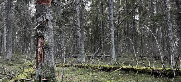 Pysty- ja maalahopuuta metsässä