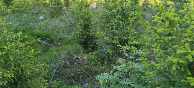 Hoidettu kuusitaimikko kesällä, poistettuja lehtipuita maassa kuivuneina.