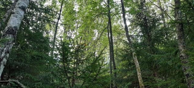 Kuusia ja lehtipuita metsässä