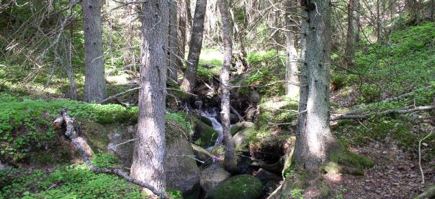 En bäck rinner i skogen.