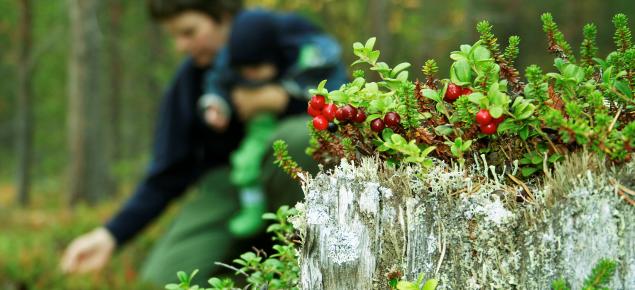 Etualalla näkyy puolukoita metsässä, taka-alalla sumeampana aikuinen ja lapsi poimimassa marjoja.
