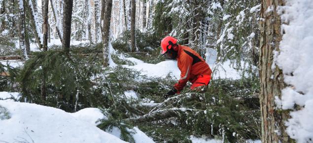 Metsuri kaataa kuusia lehdosta talvella. 