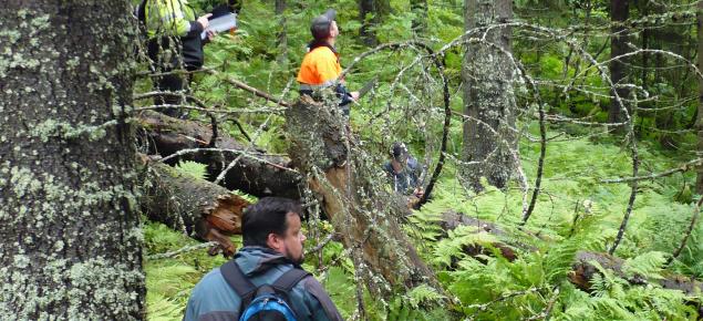 Luonnonhoitokorttikokeeseen osallistuvia kokelaita kesällä rehevässä metsässä. 