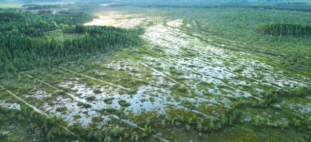 Ennallistettua suota kuvattuna dronella. 