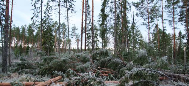 Myrskyn kaatamia puita metsässä.
