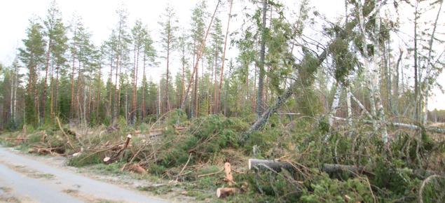 Lyly-myrskyssä kaatuneita puita metsätien varressa Satakunnassa.