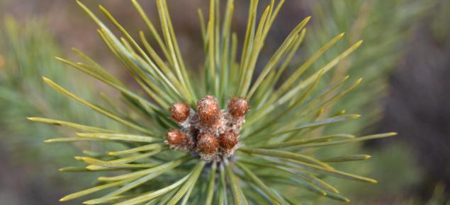 Närbild på en tallplanta.