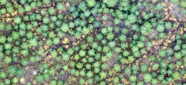 Dronella otettua kuvaa hoidetusta taimikosta 