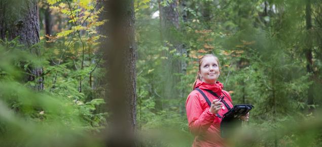Mittaaja metsässä
