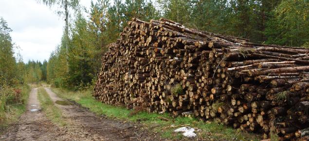 Puupino metsätien varressa