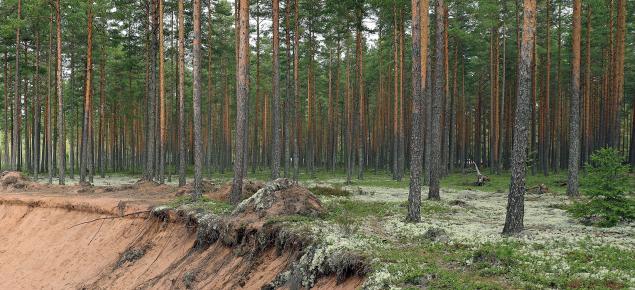 Tallmoskog med en sandgrop bredvid.