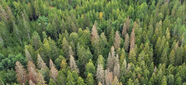 Flygbild av en skog med flera granar som dödats av barkborrar.  