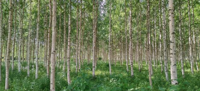 Metsitetyllä pellolla kasvavaa koivikkoa kesällä. 