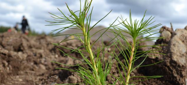 Joutoalueelle istutettu männyntaimi. 