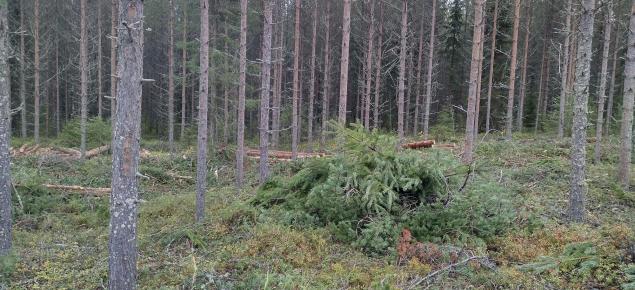 Harvennettua nuorta metsää.