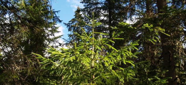 Kuusentaimi ja taustalla isompia kuusia. 