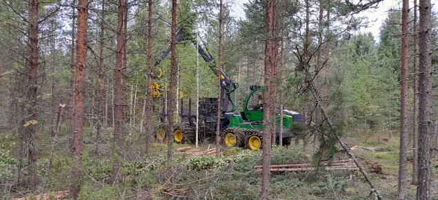 Metsäkone harventaa metsää ja korjaa pienpuuta.
