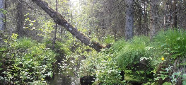 Puro, jonka ympärillä rehevää metsää ja lahopuuta. 