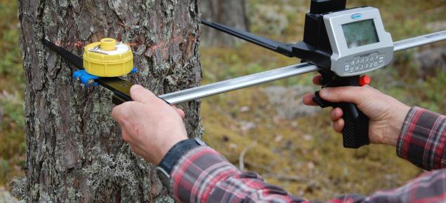 Puun paksuuden mittausta mittasaksilla. 