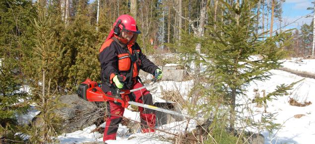 Nainen harventaa taimikkoa raivaussahalla. 