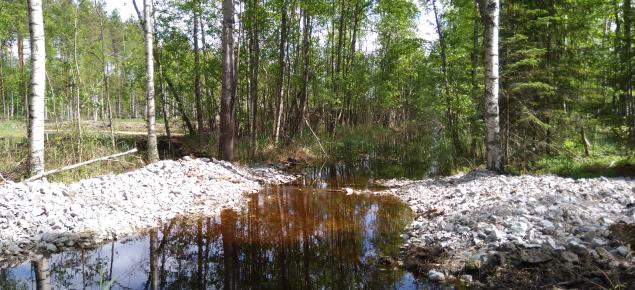 En bottendamm i ett dike från en våtmark.