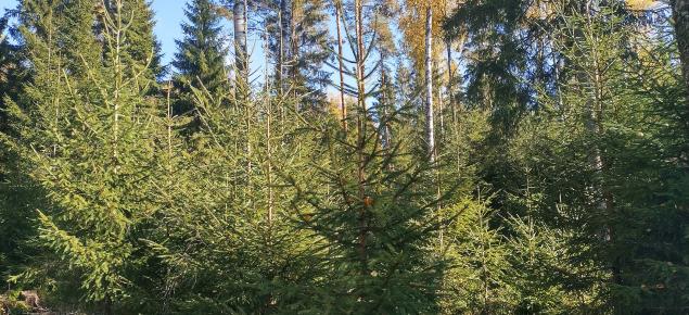 Jatkuvan kasvatuksen metsää.