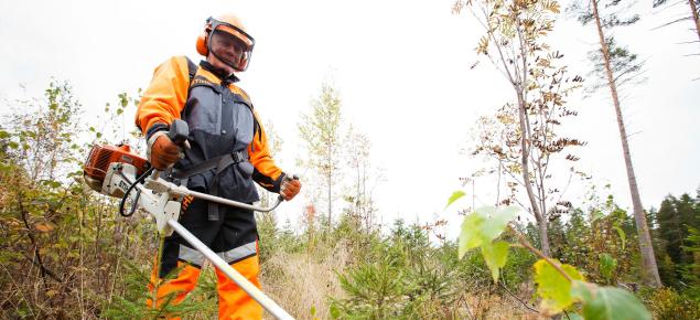 En man i arbetskläder håller i en röjsåg i en plantskog.