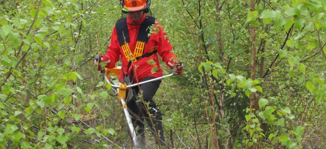 Person i skyddskläder röjer i ett lövträdsbestånd på sommaren med en röjsåg.